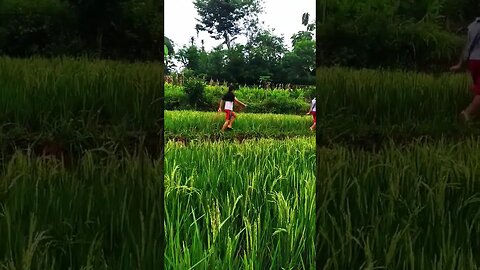 alam pesawahan | paddy fields | Nature #shorts