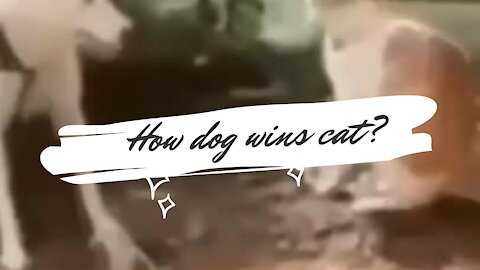 How clever dog win cat?