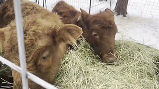 Homesteading during winter in Montana