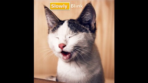 Slowly Blink