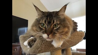 Big Maine Coon Catches Cat Toys With One Paw!