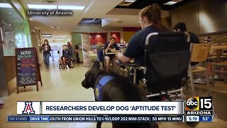 Test could determine a dog's skill set