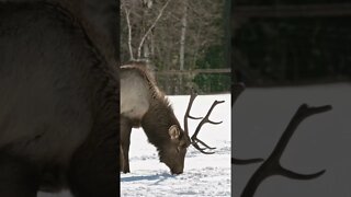 Hungry Elk