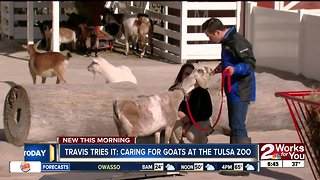 Travis Tries It: Caring for goats at Tulsa Zoo