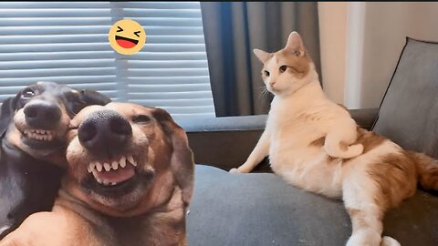 "2024's Funniest Dog and Cat Videos: Guaranteed Laughs!"