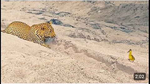 Innocent Baby Bird Walks up to Leopard - Crazy Ending