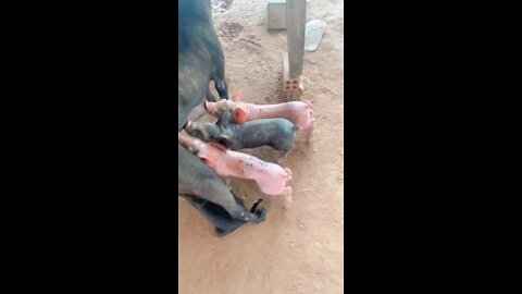 Suckling pig