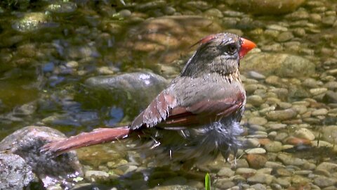 Beautiful cardinal has a bath in the pond on a sunny day