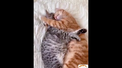 Come and see how much cats love💕 Amazing video