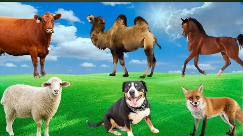 Animal Adventure - Cow, Sheep, Fox, Peacock, Horse, Camel - Animal Sounds