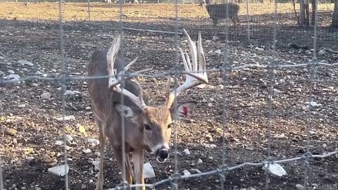 Forrest andWhitey! Watching the Rut happen Live on the Eagle! December 3rd