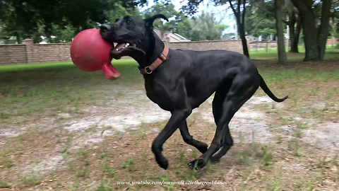 Joyful Great Dane Loves Her Jolly Ball Toy