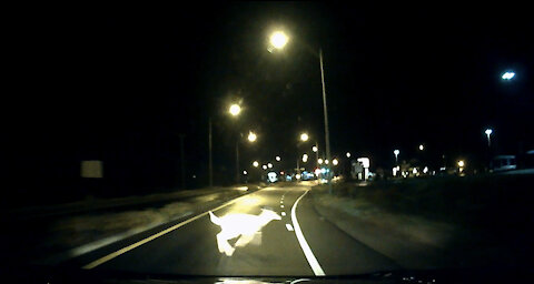 Road dangers | Deer collision