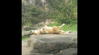 Resting Lion #shorts #shortsfeed #lion #fyp #southkorea #zoo #animals