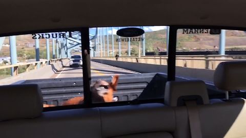 This Dog Is Crazy Happy Driving