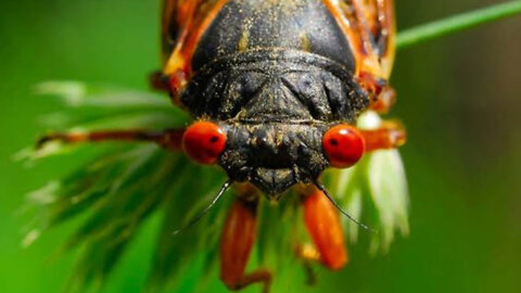 Cicadas Unveiled: Nature's Art in Motion