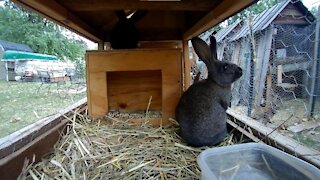 Young rabbits getting some water