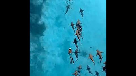 Drone captures swimmer gliding alongside nurse sharks in Maldives waters