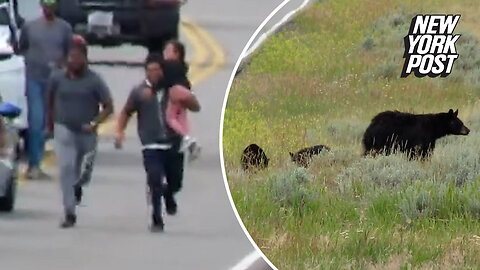 Idiots sprint toward bear cubs for the perfect Yellowstone photo