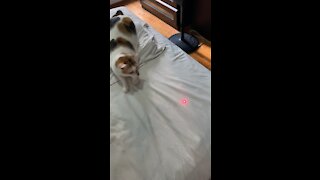 Male Calico Cat playing with laser