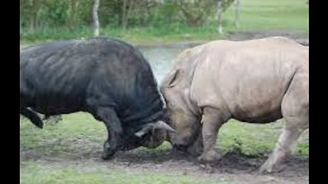 What Amazing Fight Between Rhino Vs Buffalo