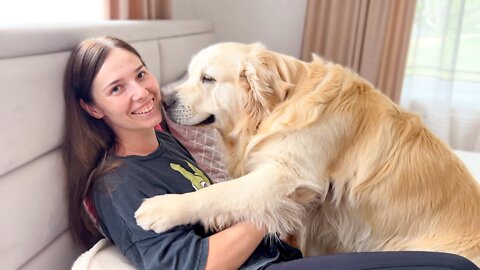 Golden Retriever Reaction when his Human Mom Pays Attention to the Kitten