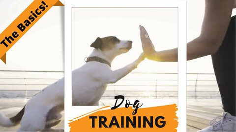 Dog training: The Basics!