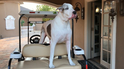 Funny Great Dane Tries to Back out of Golf Cart