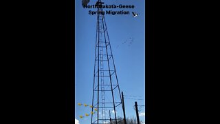 North Dakota -Geese Spring Migration