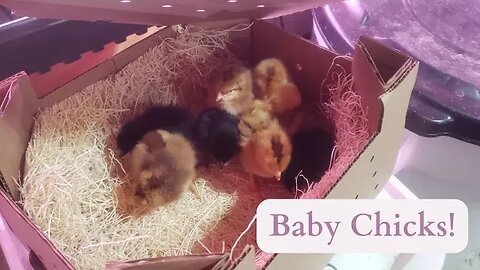 Easy Brooder Set Up! | NEW Babies on the Homestead!