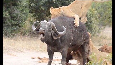 Animal Wild Attacks: Buffalo Surrended by a group of lioness