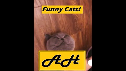 Always Hilarious! Funny Cat Videos 1