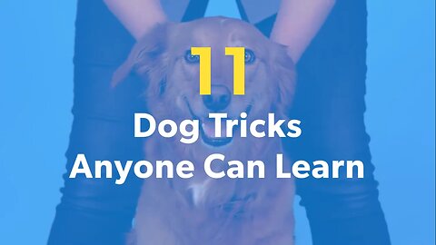 11 Dog Tricks Anyone Can Learn to train your pets!!