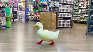 I took my duck to GameStop