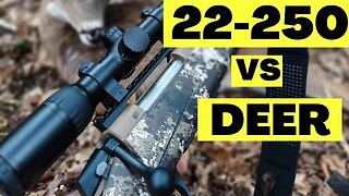 22-250 vs Deer