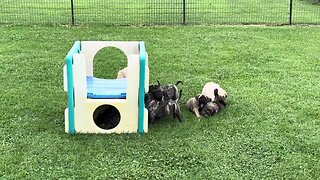 Puppies playing in the rain. Finny litter 8-12-23. LonelyCreek bullmastiff #CutePuppy.