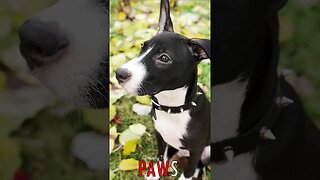 🐶 #PAWS - Gleaming Strength: Confident Puppy in a Spiked Collar 🐾