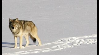 Republican Lawmakers Call for Removing Wolves From 'Endangered' List As Packs Threaten Ranchers