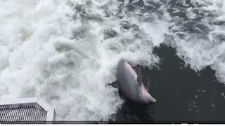 Playful dolphin swims in boat's wake