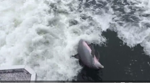 Playful dolphin swims in boat's wake