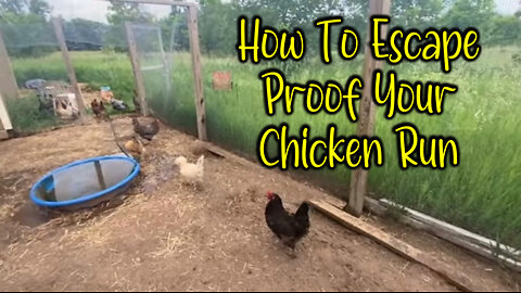 How To Escape Proof Your Chicken Run