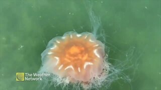 Upclose encouter with a large jellyfish in B.C. waters