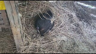 We're Having Baby Piglets!, First Video Piglet May 2024