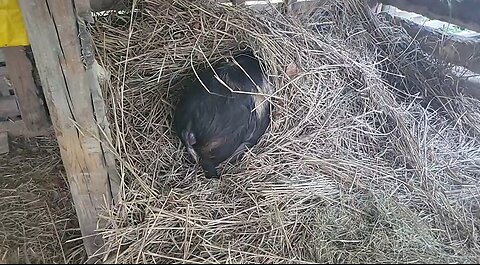 We're Having Baby Piglets!, First Video Piglet May 2024
