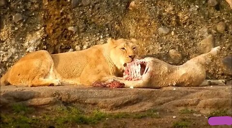 Lion eating video