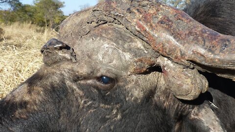 The most unusual Cape Buffalo, a Hunting Safari in Zambia, Africa!