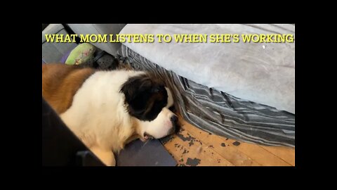 What working from home with St. Bernards is like - sound on