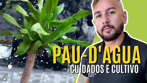 Dracena Pau-D'agua - Como cuidar e tirar mudas