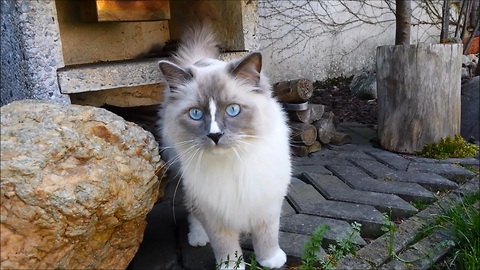 Bewildered cat experiences the outdoors for the first time