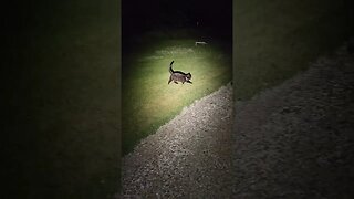 Binx 🐈‍⬛ escorting me back to the house 🏠 during my midnight Madness walk 🚶‍♂️